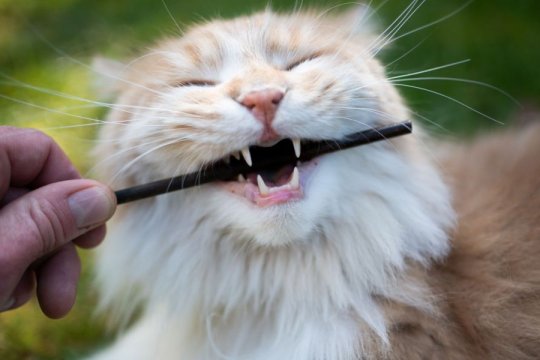 Why Do Cats Lose Their Teeth?