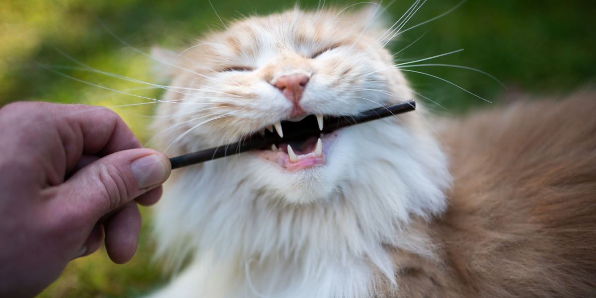 maine coon chewing on stick