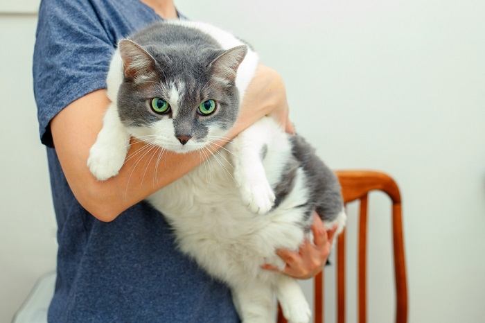 gato obeso en manos de mujer