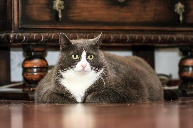 5 Common Causes of Weight Gain in Cats - Cats.com