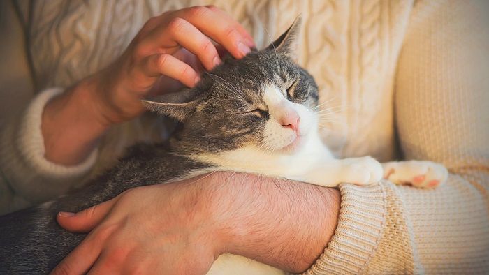 gato atigrado se sienta en los brazos de un hombre