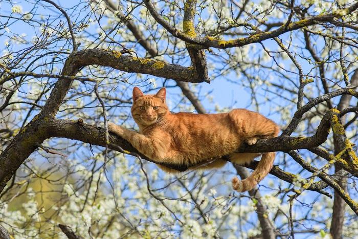 red cat sleeping on plum tree trunk