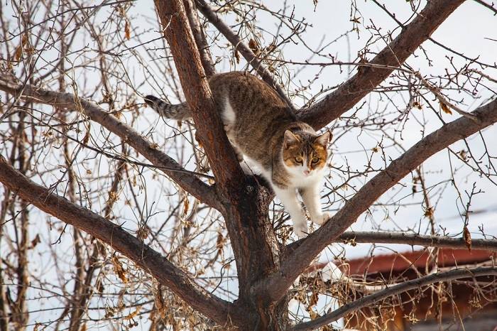  tabby cat climbing down tree