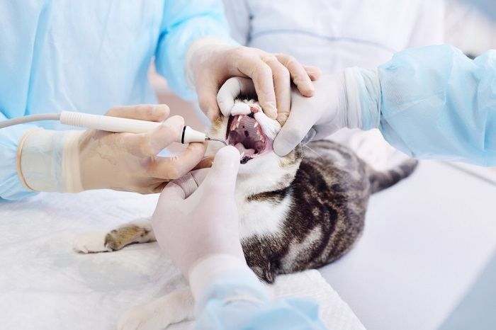 vet examines the teeth of the cat
