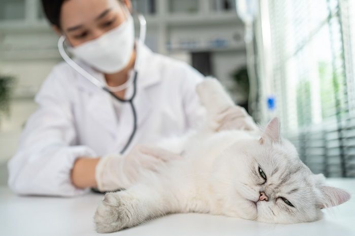 veterinario examinando al gato