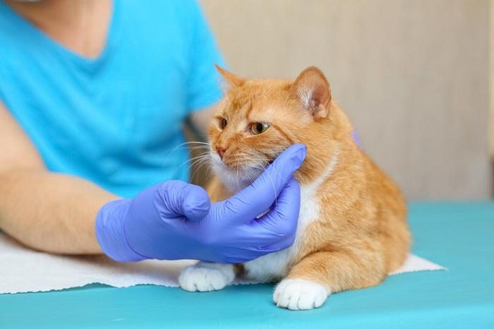 veterinario examinando a un gato enfermo