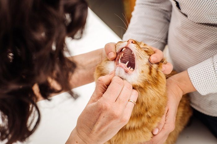 veterinarian checks cat mouth
