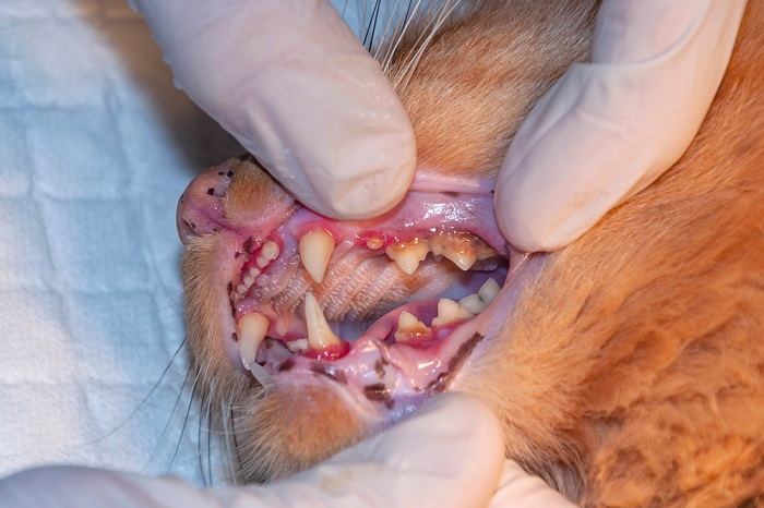 Veterinarian examining cat's teeth in a clinic.