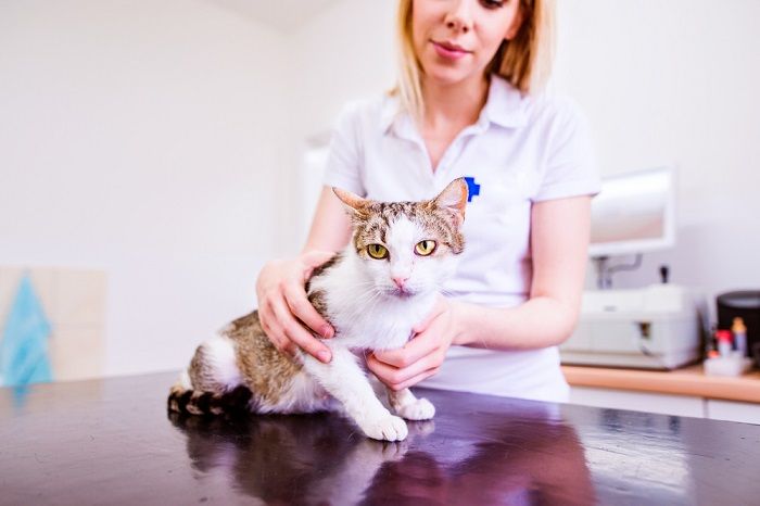 veterinario sosteniendo un gato