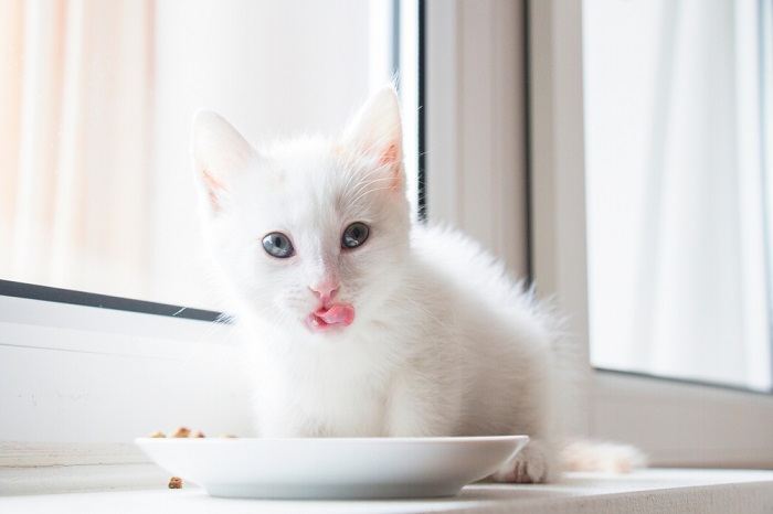 gatito blanco lame después de comer