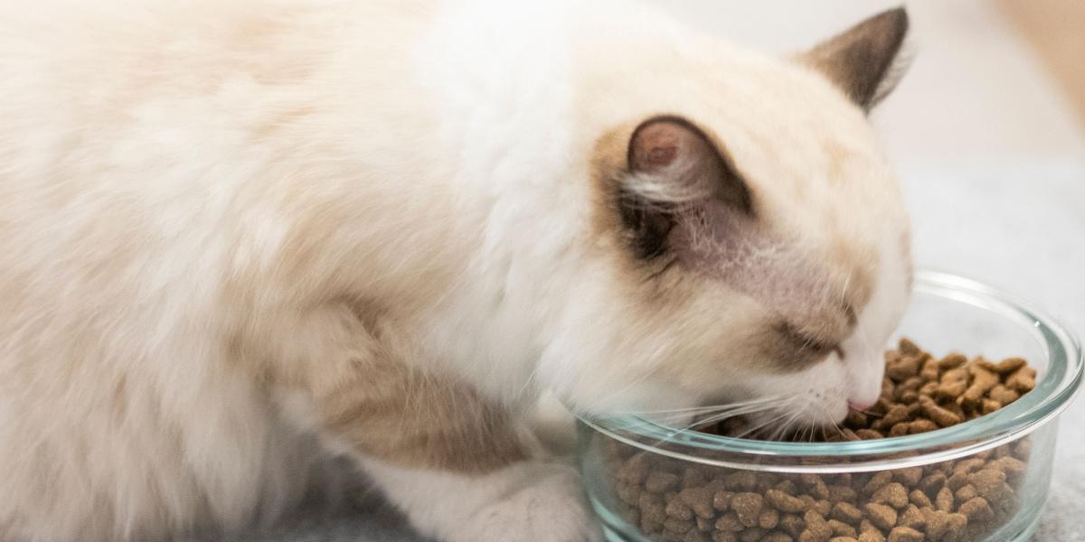A Ragdoll cat eating cat food