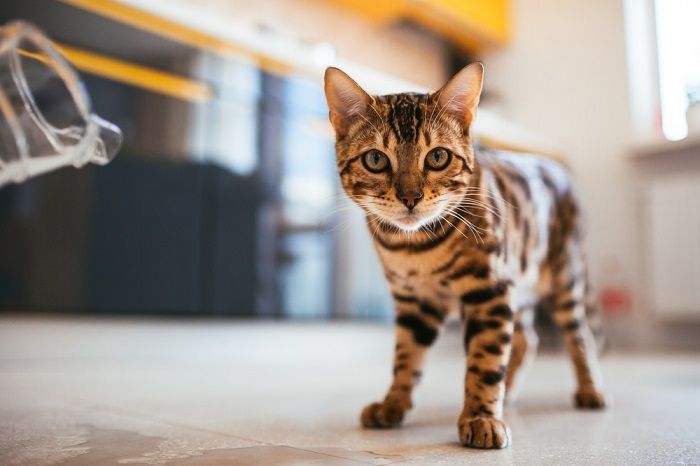 El gato bengalí camina por el suelo de la cocina