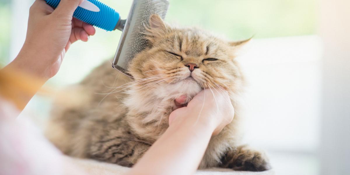 Best Cat Grooming And Deshedding Gloves