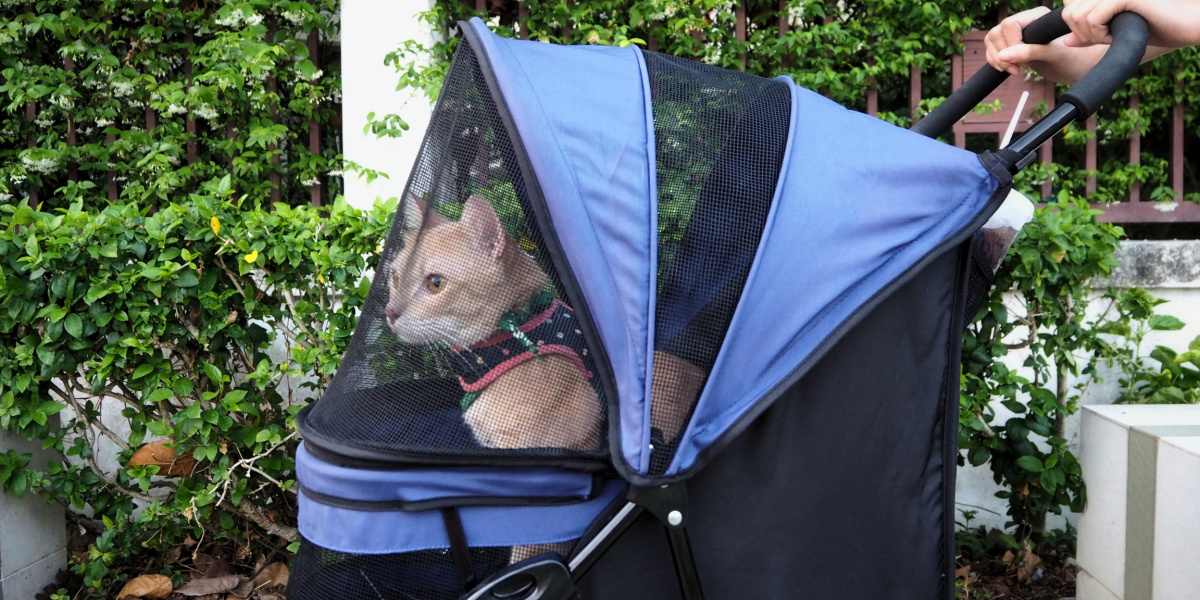 A shop cat stroller