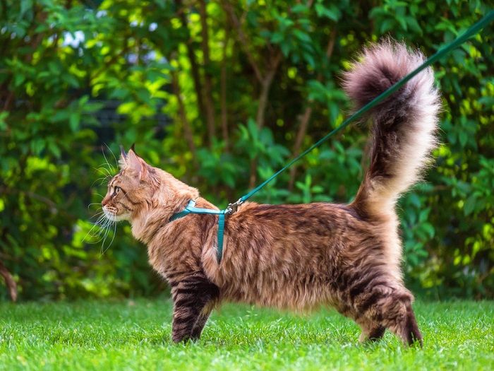 Black tabby Maine Coon cat with leash