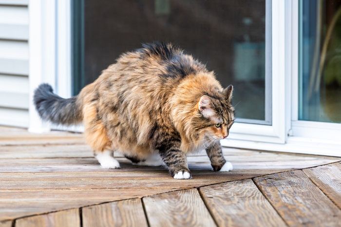 Cat looking stiff and fat on a deck