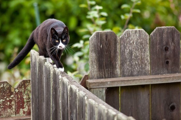 Cat is walking on a fence