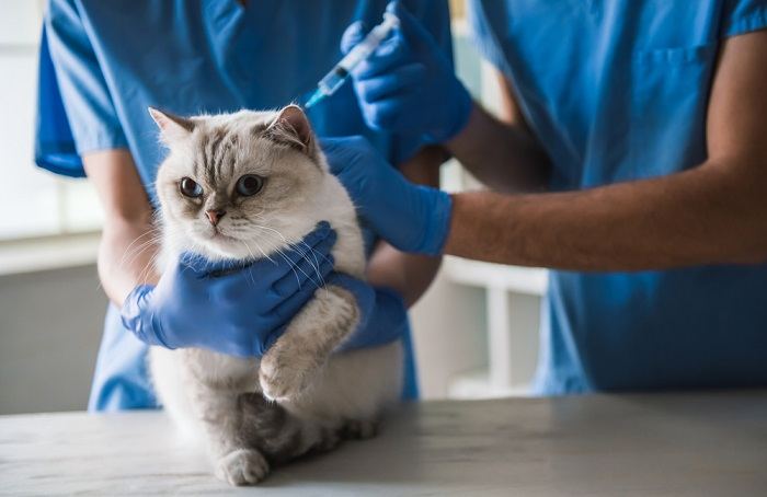 Gato de ojos azules tirado en la mesa mientras los veterinarios administran la vacuna.