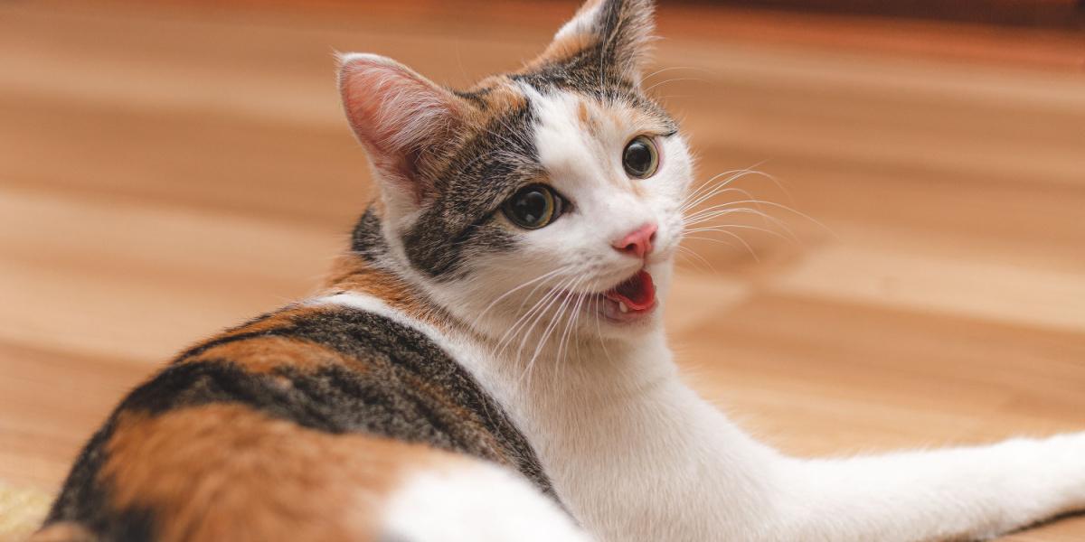 A domestic shorthair cat with dilated pupils and its mouth open in