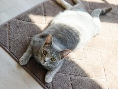 cat sleeping in the door mat
