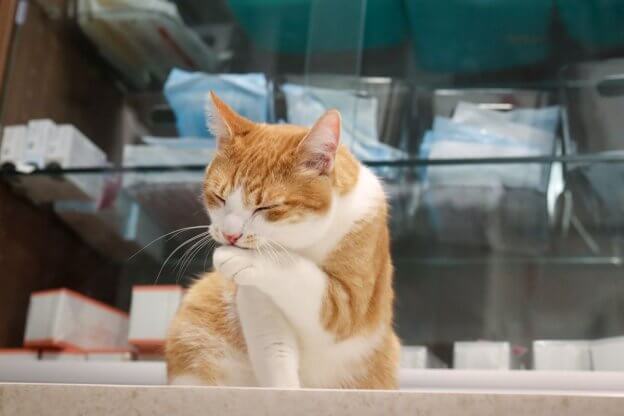 Why Cat is Not Grooming Back: Shocking Reasons Revealed