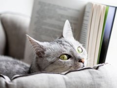 Grey cat reads a book