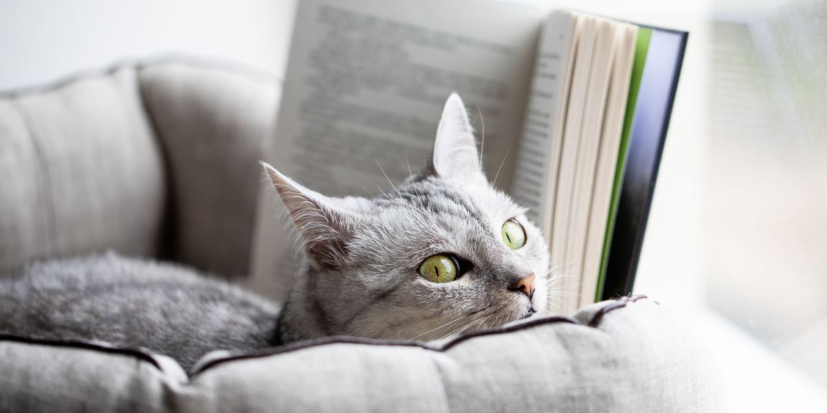 Grey cat reads a book