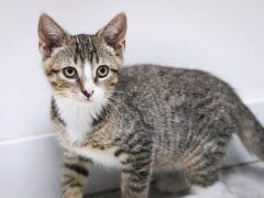 kitten looking at the camera