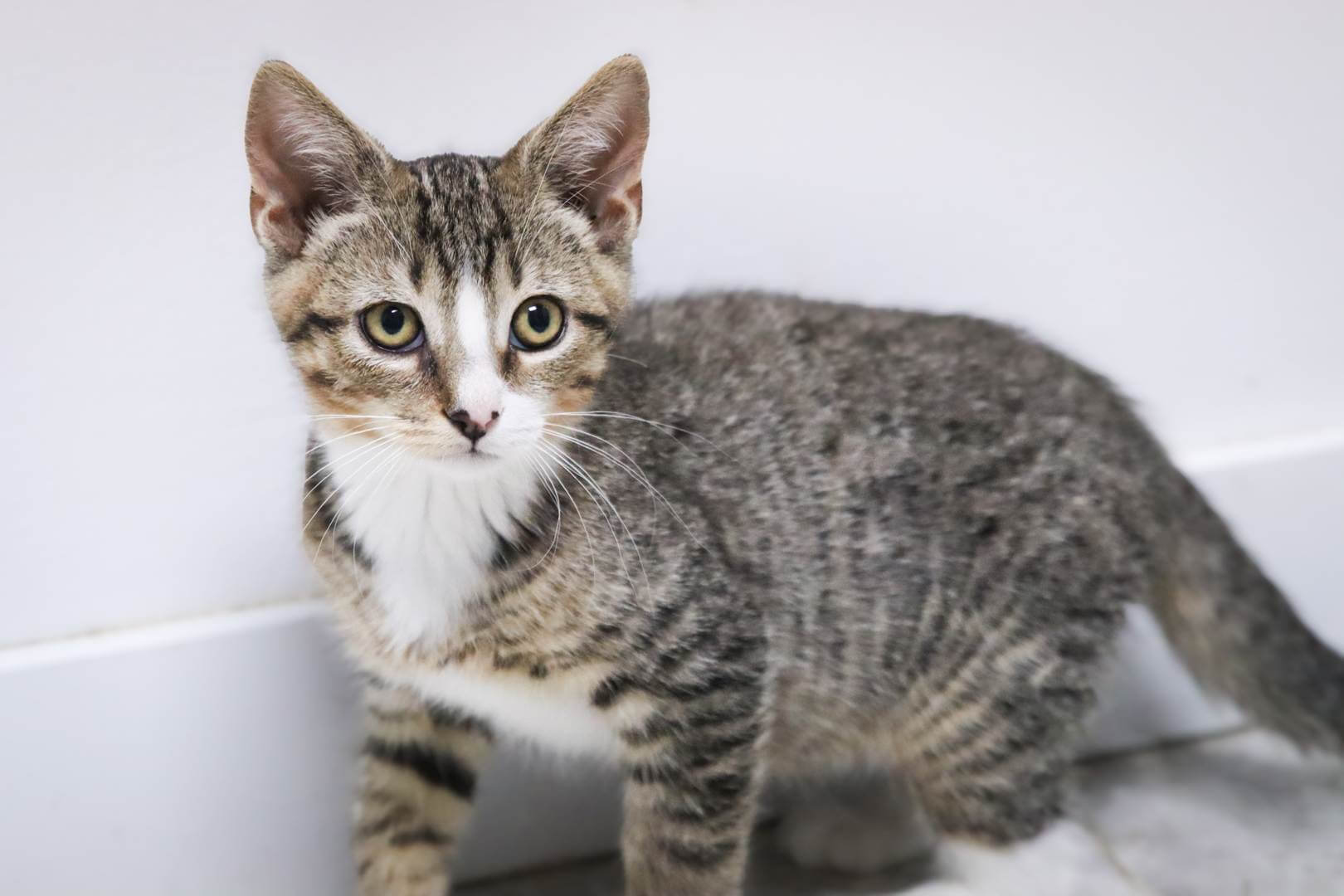 Kitten looking at the camera
