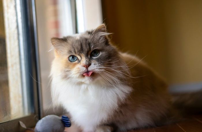 Minuet (Napoleon) Cat Breed: Size, Appearance & Personality