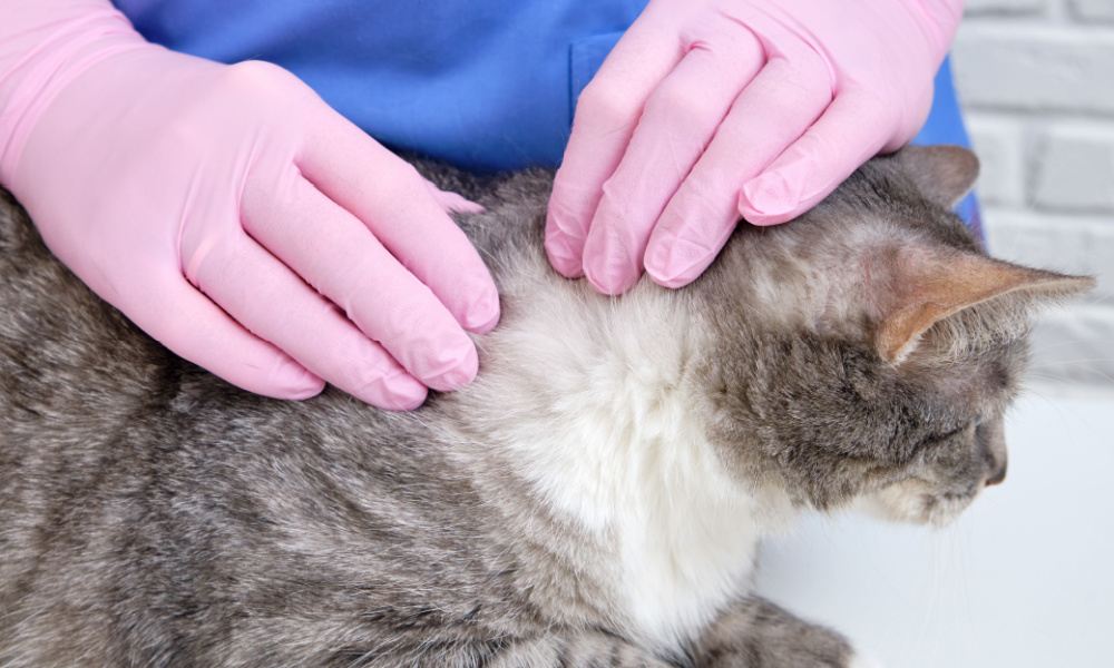 Person handling a cat while wearing pink protective gloves