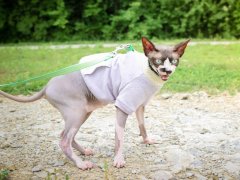 Pink Grey Spotted Sphynx Cat Outside On Leash