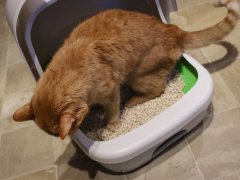 Purina Tidy Cats Breeze Litter Pellets System