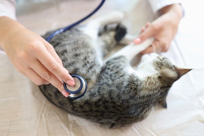 The cat is examined by the veterinarian
