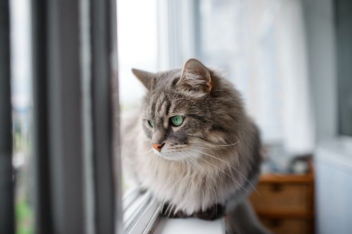 The cat sits by the window