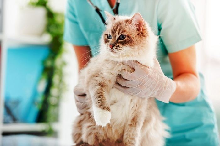 Woman veterinarian holding fluffy ragdoll cat during medical care