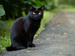 beautiful black cat sitting on road