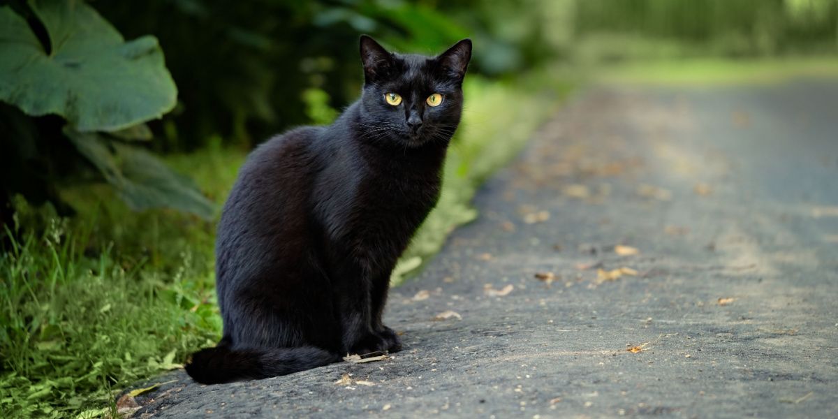 beautiful black cat sitting on road