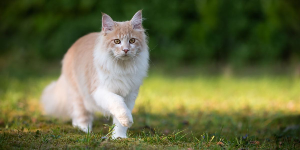 Pictured: Cross-eyed rescue cat becomes a viral sensation