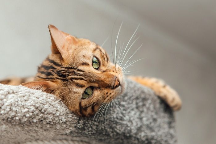 bengal cat laying on a soft cat's shelf