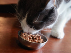 cat eating wet cat food