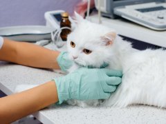 A cat being examined, possibly during a veterinary checkup or medical assessment.