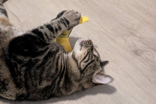 Can Kittens Have Catnip?