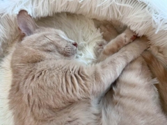 cat sleeping in frisco cat bed