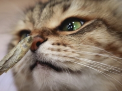 cat smelling fish cat treats