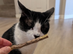 cat trying chew toys