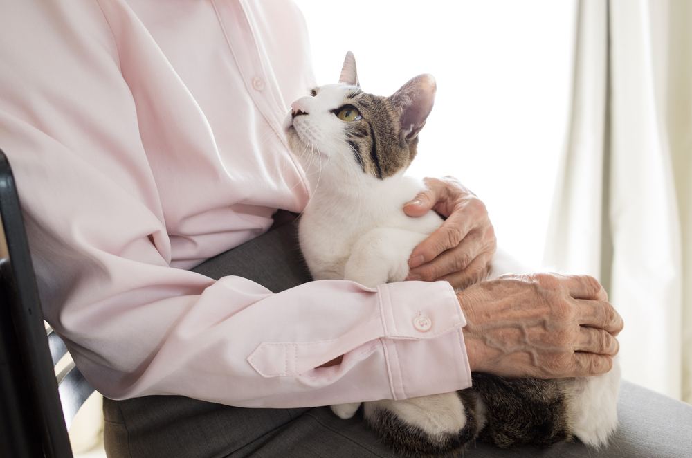 An image featuring an elderly person holding an adorable cat.
