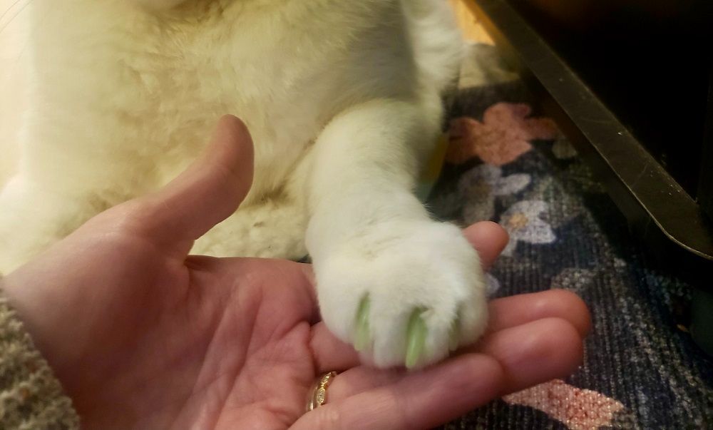 hand holding cat paw with nail caps
