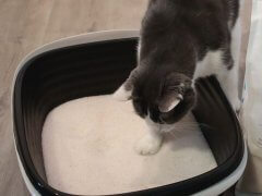 kitten using pretty cat litter