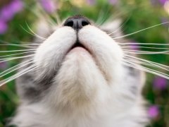 mouth and nose of a young maine coon cat